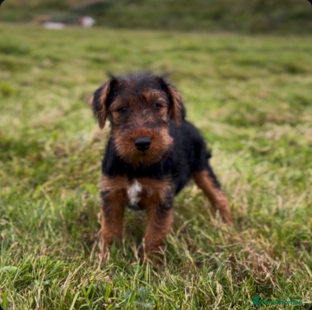 Welsh Terrier dogs for sale: WELSH TERRIER BOY PUPPY - Image 8