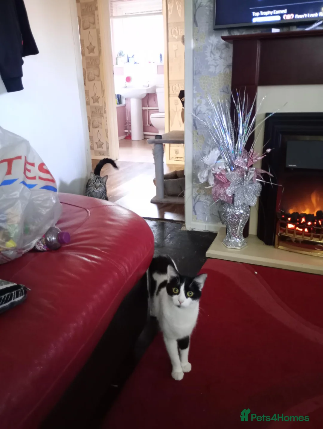 Mixed Breed cats for sale: Two female indoor cats Daisy and Tiggie - Advert 6