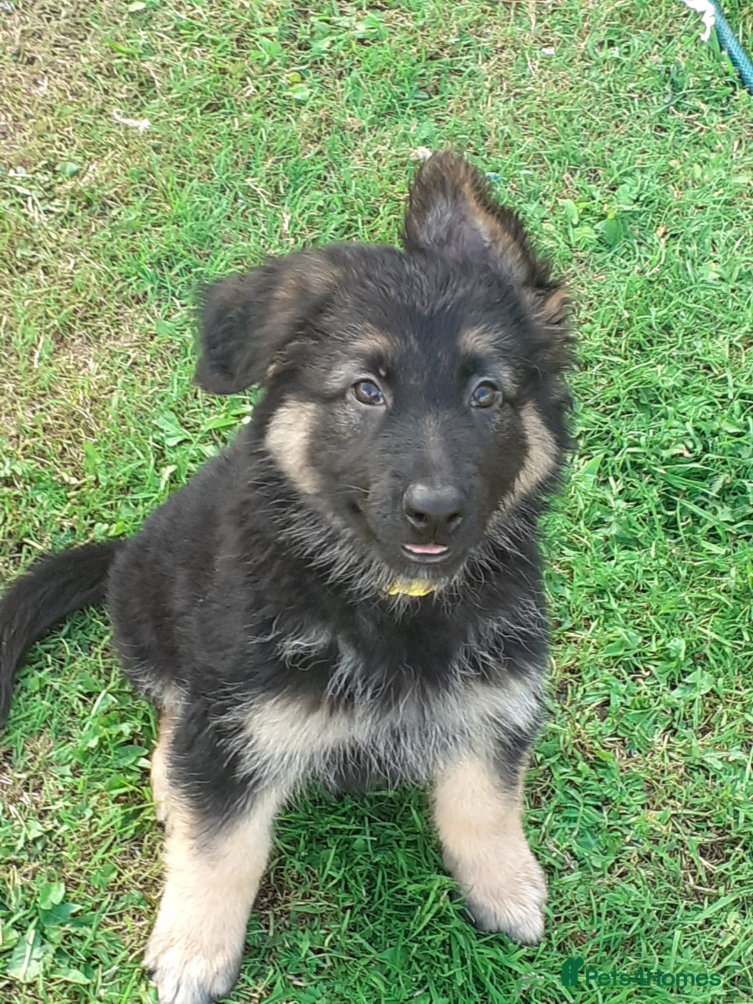 German Shepherd dogs for sale: Straight back gsd puppies  - Image 19