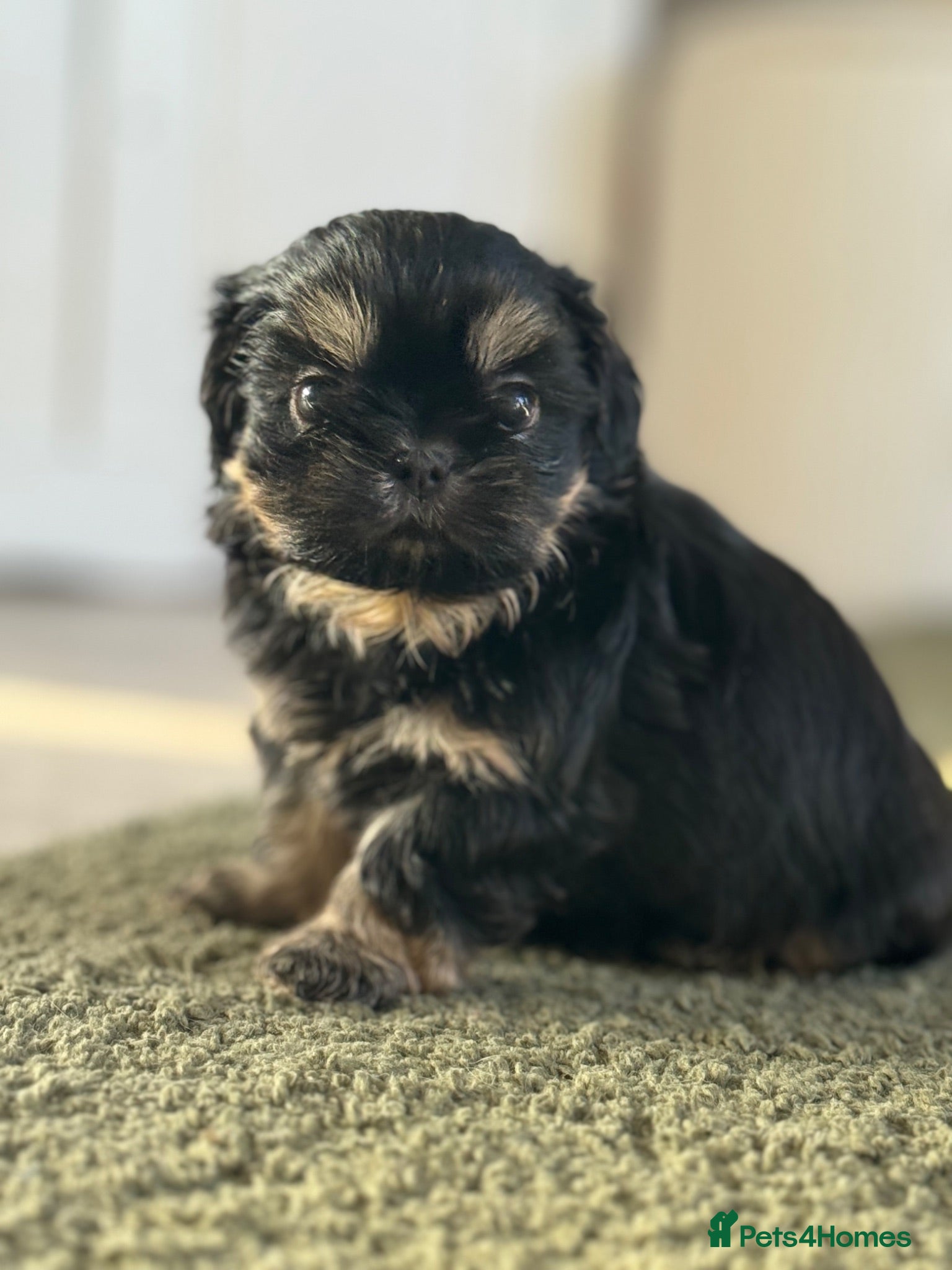Shih Tzu dogs Imperial dobies 2 boys left LICENSED BREEDER  - Advert 1