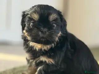 Shih Tzu dogs for sale: Imperial dobies 2 boys left LICENSED BREEDER - Advert 2