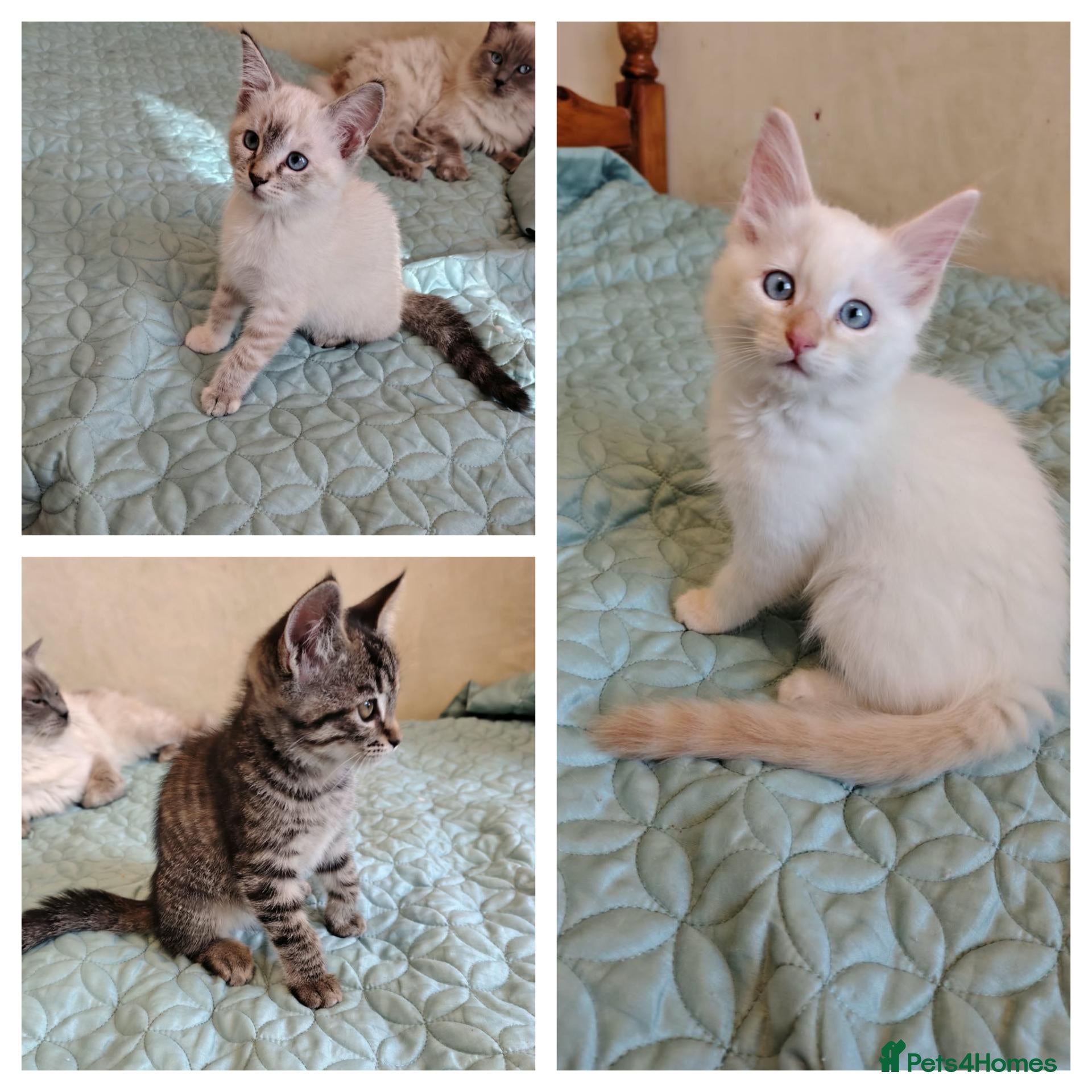 Mixed Breed cats 3 beauties Ragdoll x ginger mum - Advert 8