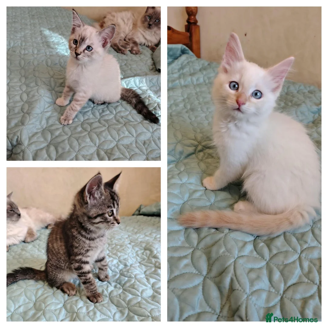 Mixed Breed cats for sale: Blue eyed ragdoll mix kittens - Advert 1