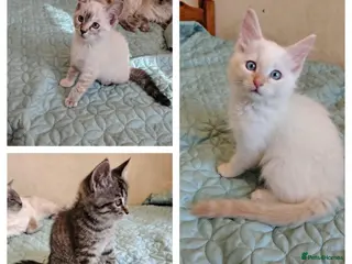 Mixed Breed cats 3 beauties Ragdoll x ginger mum - Advert 8