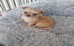 Chihuahua dogs for sale: Stunning Russian lines, Long haired Chihuahuas  - Image 27