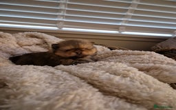 Pomeranian dogs for sale: Adorable KC Reg Pomeranian Pup– Orange Sable Boy - Image 1