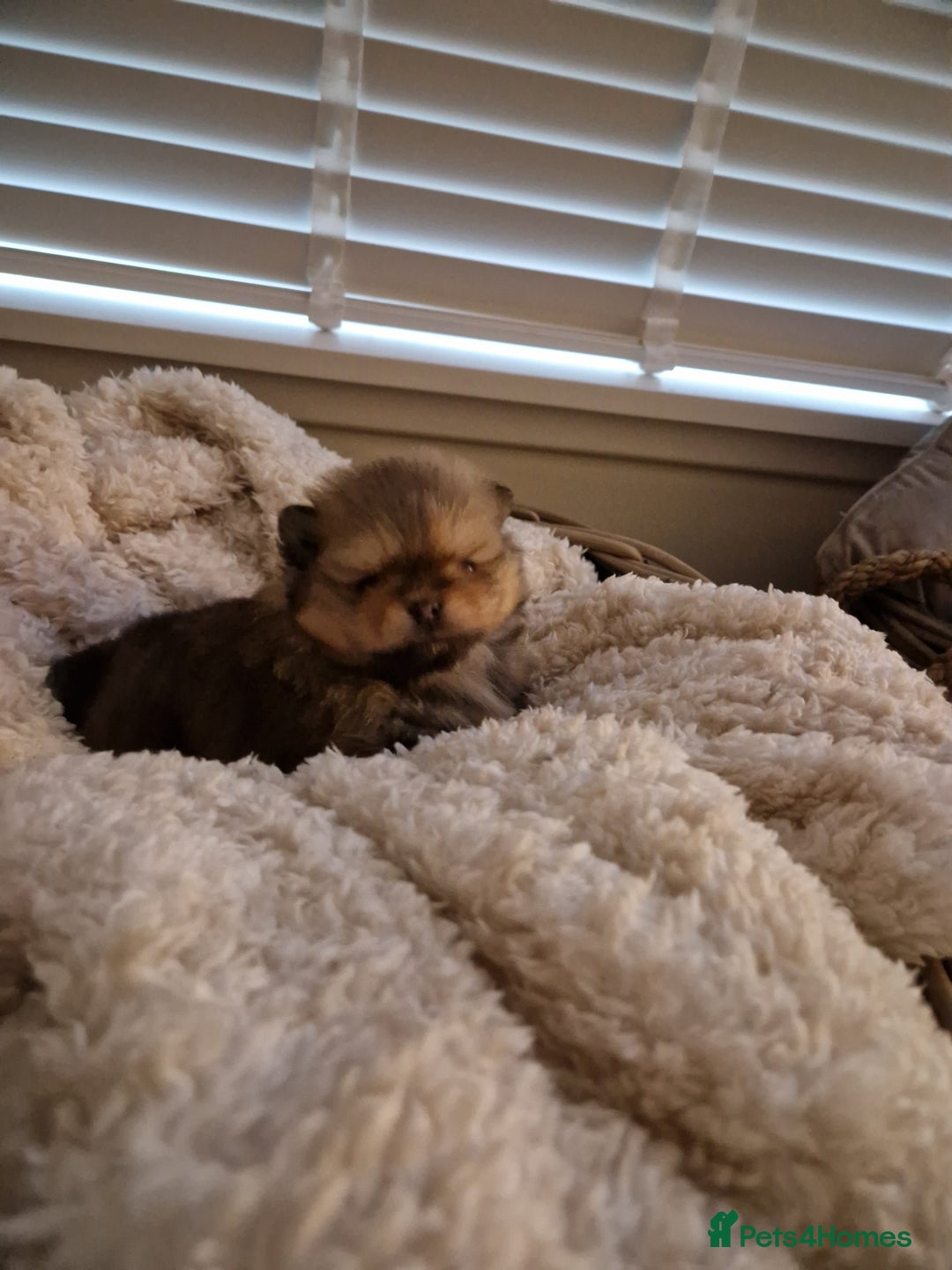 Pomeranian dogs for sale: Adorable KC Reg Pomeranian Pup– Orange Sable Boy - Image 1