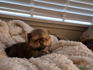 Pomeranian dogs for sale - Advert 1