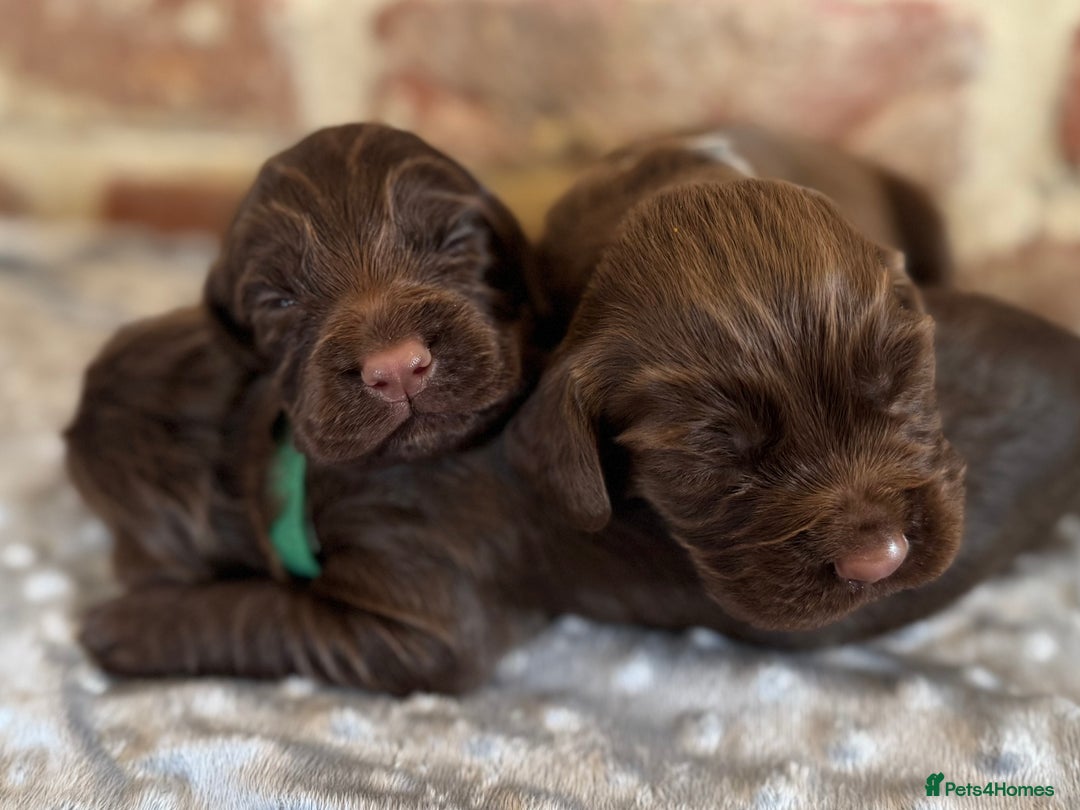 Cocker Spaniel dogs for sale: Kennel club registered males  - Image 2