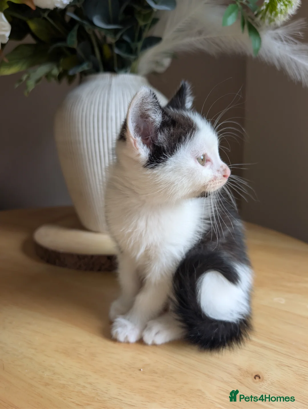 Mixed Breed cats for sale: Boy kitten - Advert 2