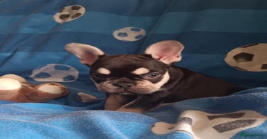 French Bulldog dogs - Advert 12