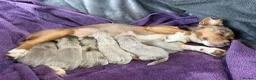 Jack Russell dogs for stud: 🐾 Handsome Short legged Jack Russell Stud Proven - Advert 13