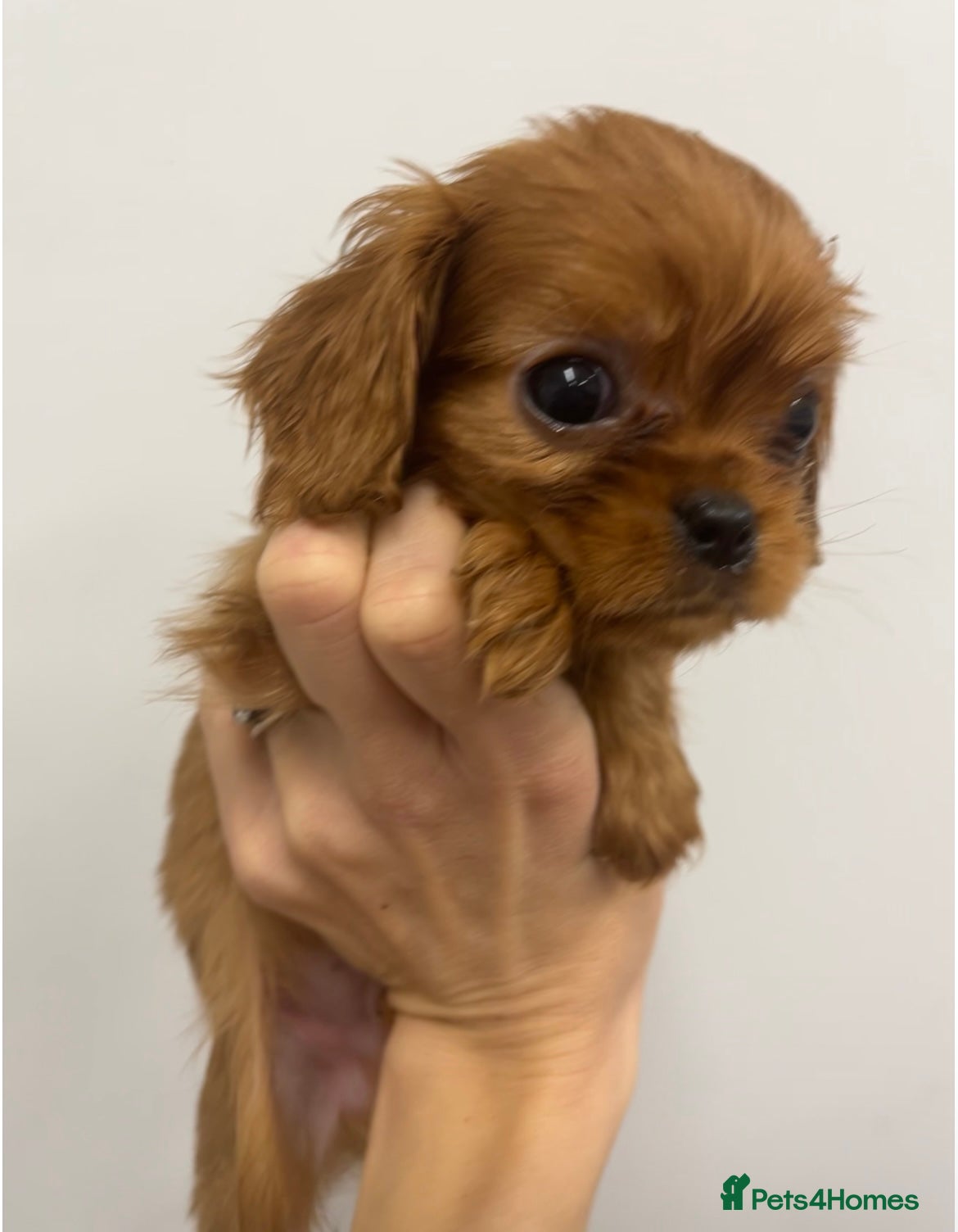Cavalier King Charles Spaniel dogs Pure pedigree kc registered ruby cavaliers - Advert 2