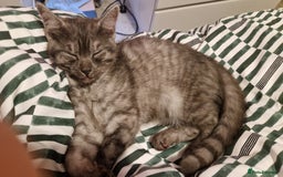 Maine Coon cats for sale: Kittens - Image 4