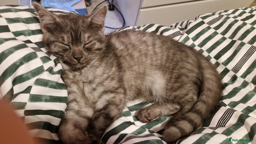 Maine Coon cats for sale: Kittens - Image 4