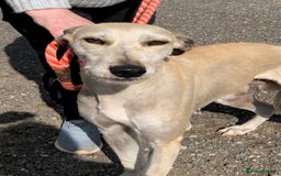 Lurcher dogs for adoption: Goose, lurcher in need of loving home - Image 5
