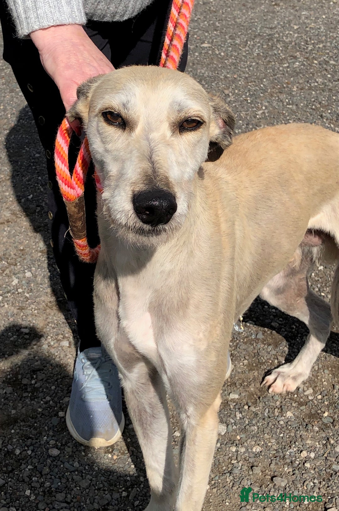 Lurcher dogs for adoption: Goose, lurcher in need of loving home - Image 5