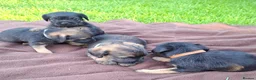 Border Terrier dogs for sale: BORDER TERRIERS SLEM CLEAR  - Advert 10