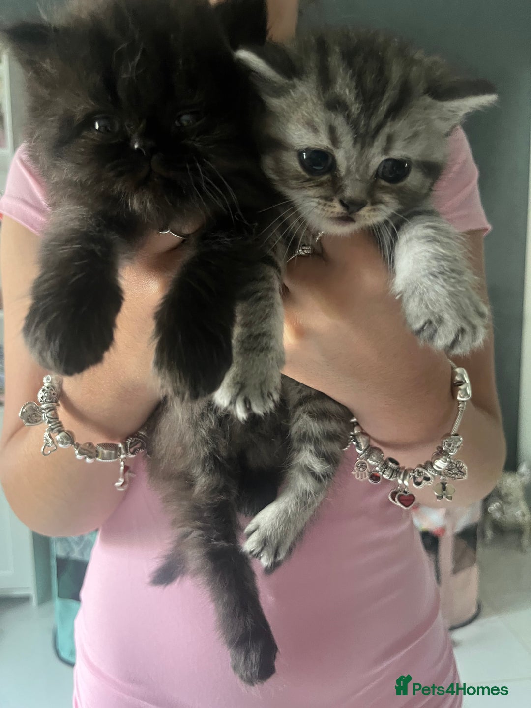 Himalayan cats for sale: Himalayan blue point Persian  - Image 11