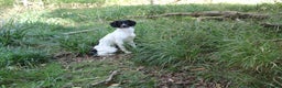 English Springer Spaniel dogs for stud: At Stud - OFTW Rosebay Starling - Advert 1