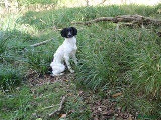 English Springer Spaniel dogs At Stud - FTW Rosebay Starling - Advert 5