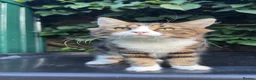 Mixed Breed cats for sale: Manila - Advert 6