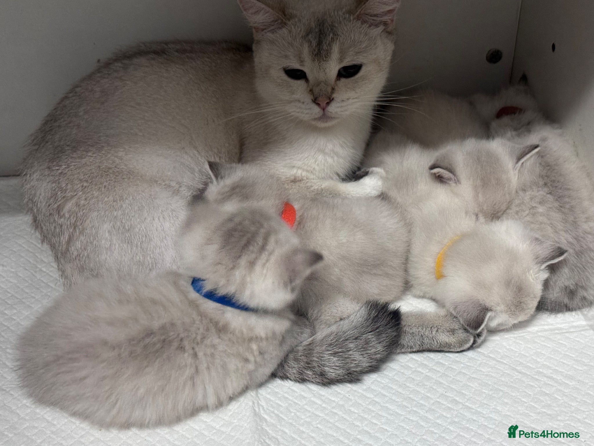 British Shorthair cats Fluffy Silver BSH kittens - Advert 1