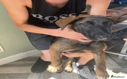 German Shepherd dogs for sale: Nova  - Image 3