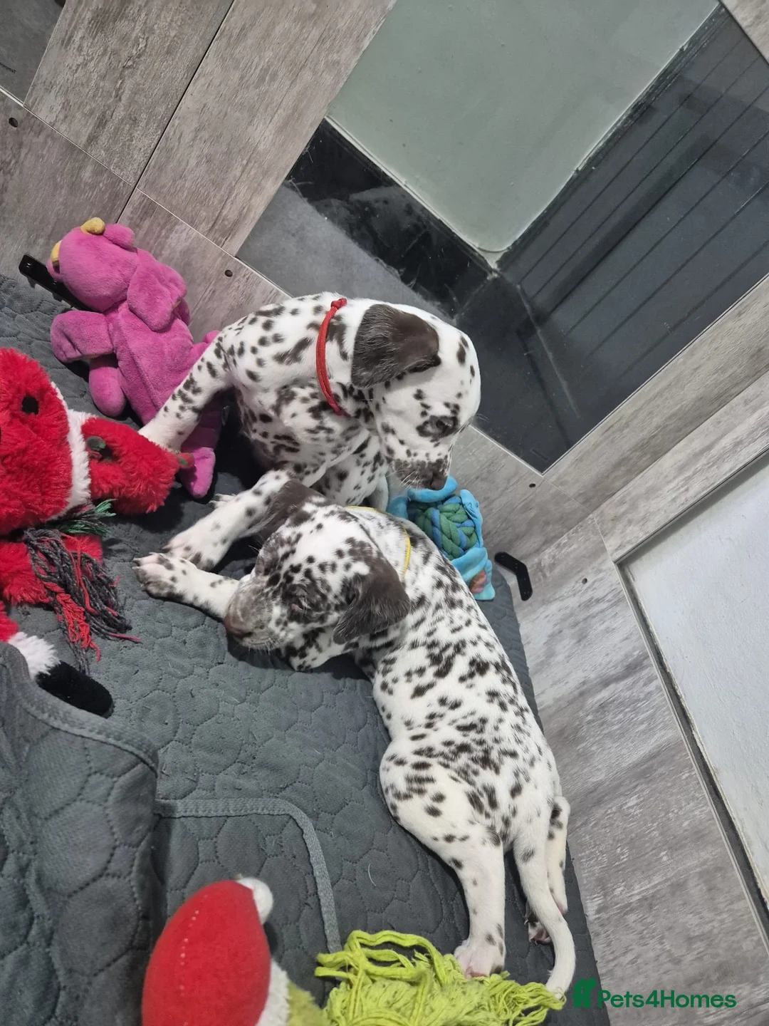 Dalmatian dogs for sale: 1 Boy Left!!! (KC Registered dalmatian pups)!!) - Advert 13