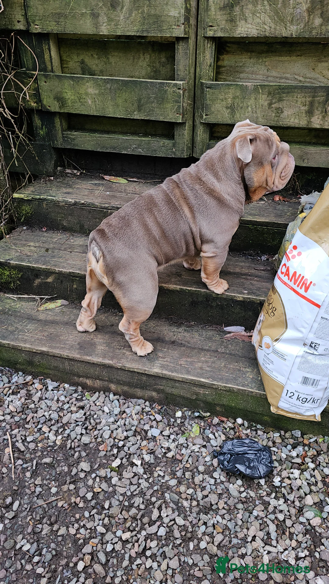 English Bulldog dogs for stud: Large full suit lilac Bulldog at stud. in Helensburgh - Advert 12