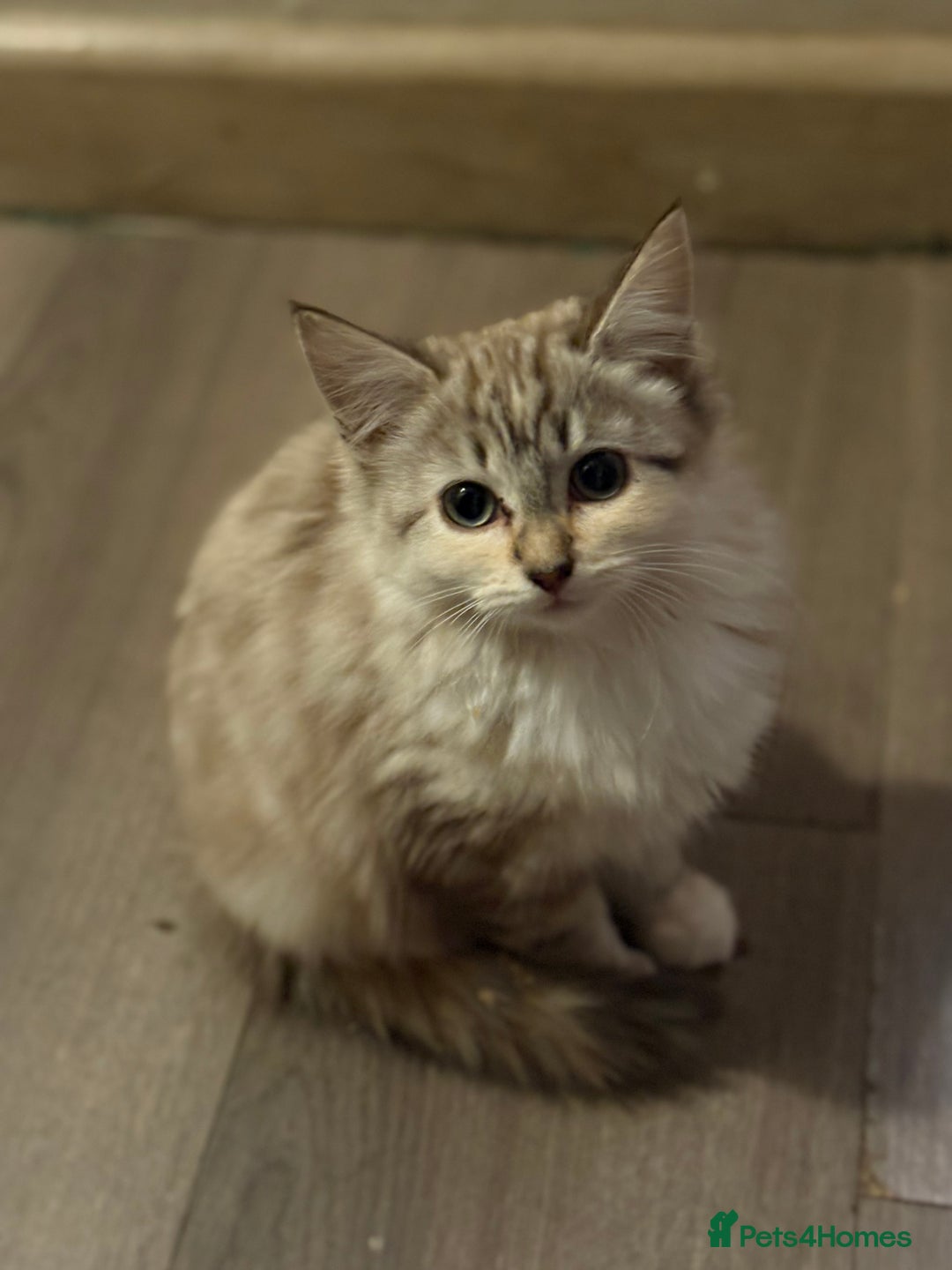 Mixed Breed cats for sale: 7 beautiful kittens mixed colours  - Advert 2