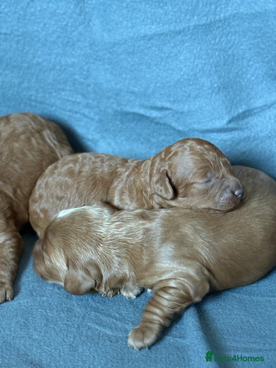 Cavapoo dogs for sale: 5 stunning cavapoo puppies  - Image 8