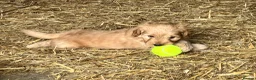 Sproodle dogs for sale: Beautiful Red & Apricot Sproodles - Advert 6