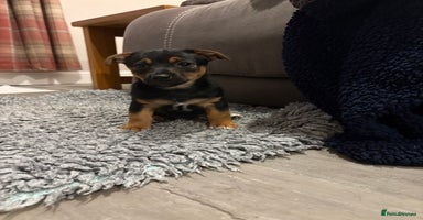 Jack Russell dogs - Advert 1