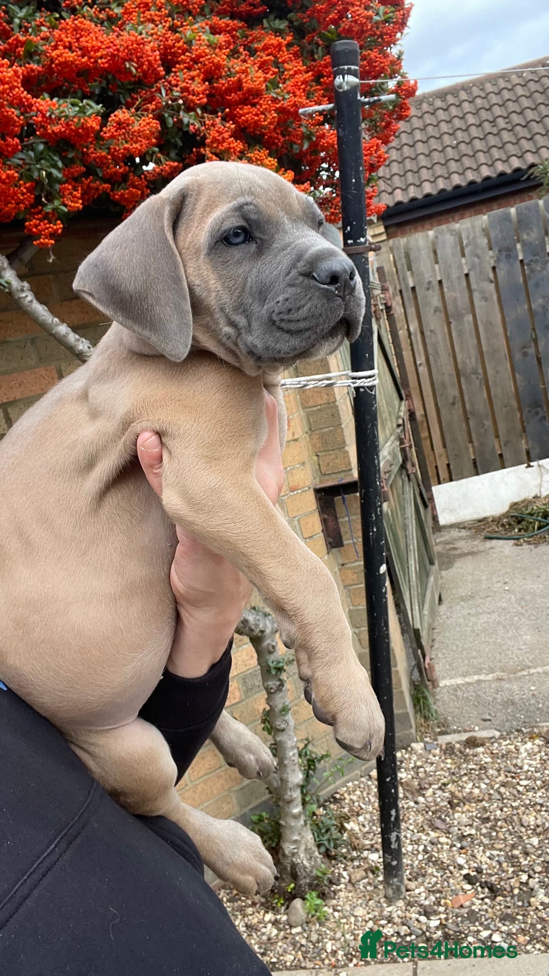 Cane Corso dogs for sale: Cane corso puppies 9 weeks old - Image 24