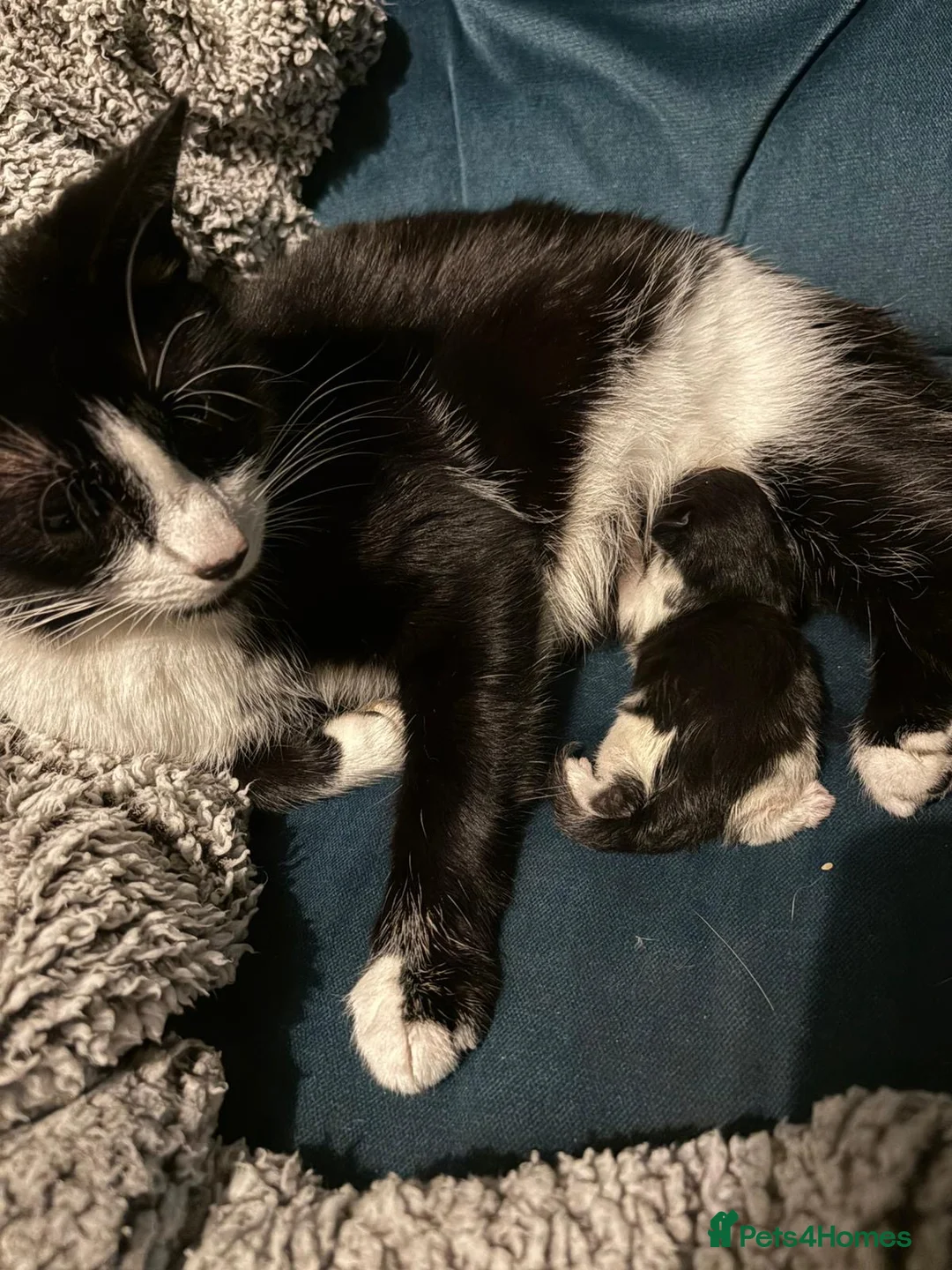 Mixed Breed cats for sale: Kittens for sale in London - Advert 1