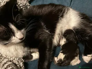 Mixed Breed cats Beautiful tuxedo kittens for sale (girls are sold) - Advert 2