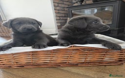Labrador Retriever dogs for sale: 🩶 beautiful silver/Charcoal KC reg puppies 🩶 - Image 22