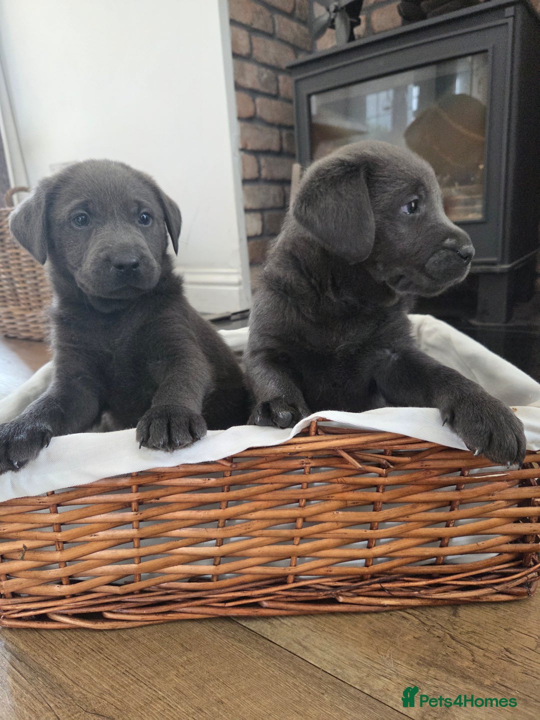 Labrador Retriever dogs for sale: 🩶 beautiful silver/Charcoal KC reg puppies 🩶 - Image 22