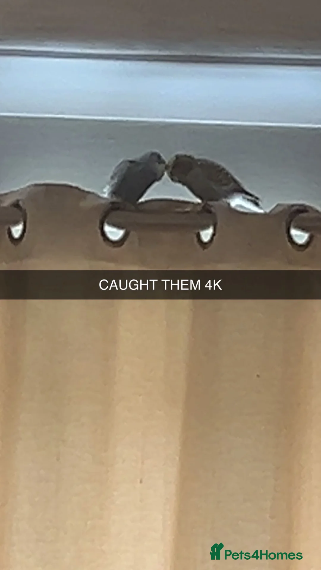 Budgerigars birds for sale: Budgie birds in Gloucester - Advert 7