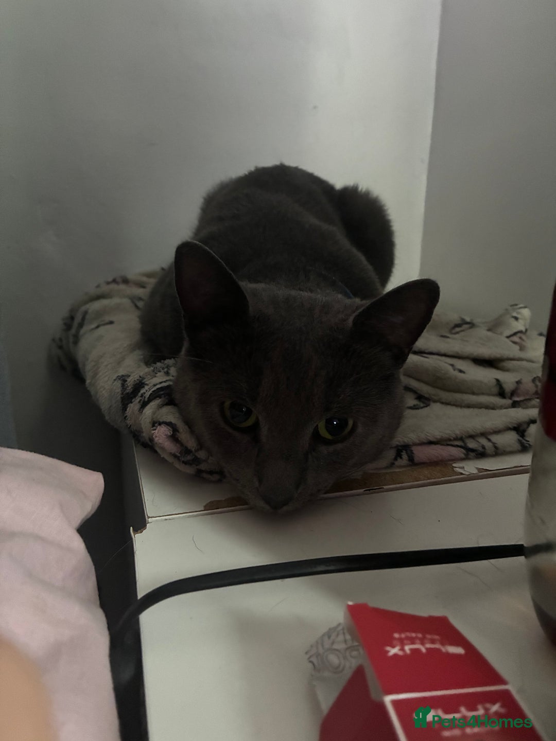 Korat cats for sale: Korat  - Image 5