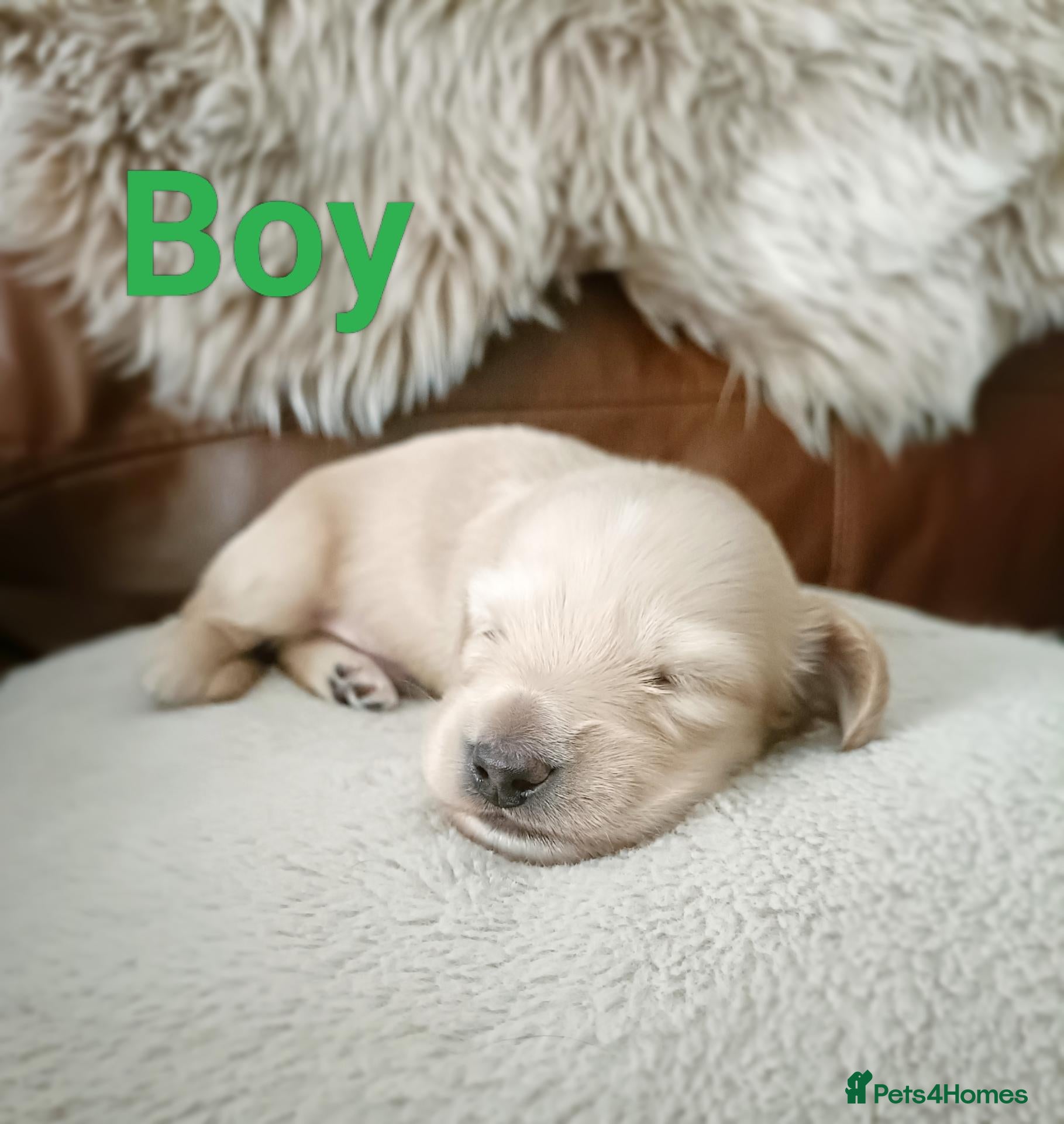 Miniature Dachshund dogs Quality Longhaired mini dachshund trusted breeder  - Advert 2