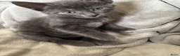 Russian Blue cats for sale: 2 Russian Blue Kittens for sale 🐈‍⬛ 🐾 in Leicester - Advert 3