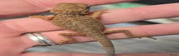 Bearded Dragon reptiles for sale: Red Monster blue bar and G stripe possible Chroma  - Advert 11