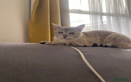 Bengal cats for sale: Not available Minx Bengal  - Image 4