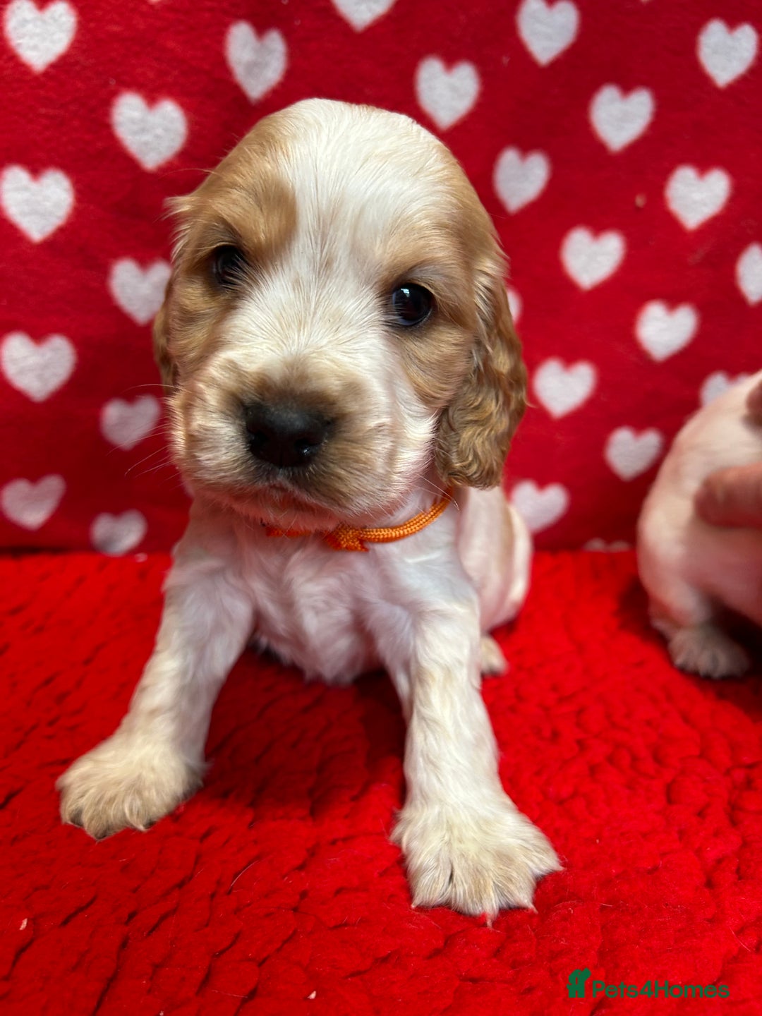 Cocker Spaniel dogs for sale: KC Registered show type cocker spaniel puppies.  - Advert 18