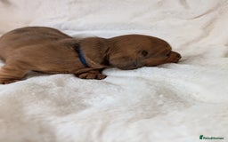 Miniature Dachshund dogs for sale: Smooth shaded red - Image 14