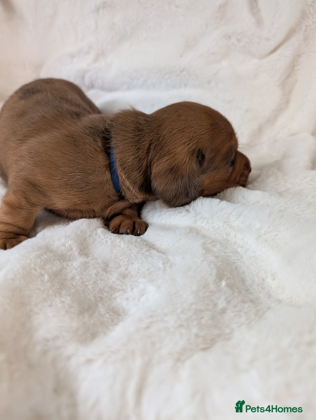 Miniature Dachshund dogs for sale: Smooth shaded red - Image 14