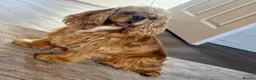 Cockapoo dogs for sale: Exceptional F1 Miniature Cockapoo Puppies  - Advert 1