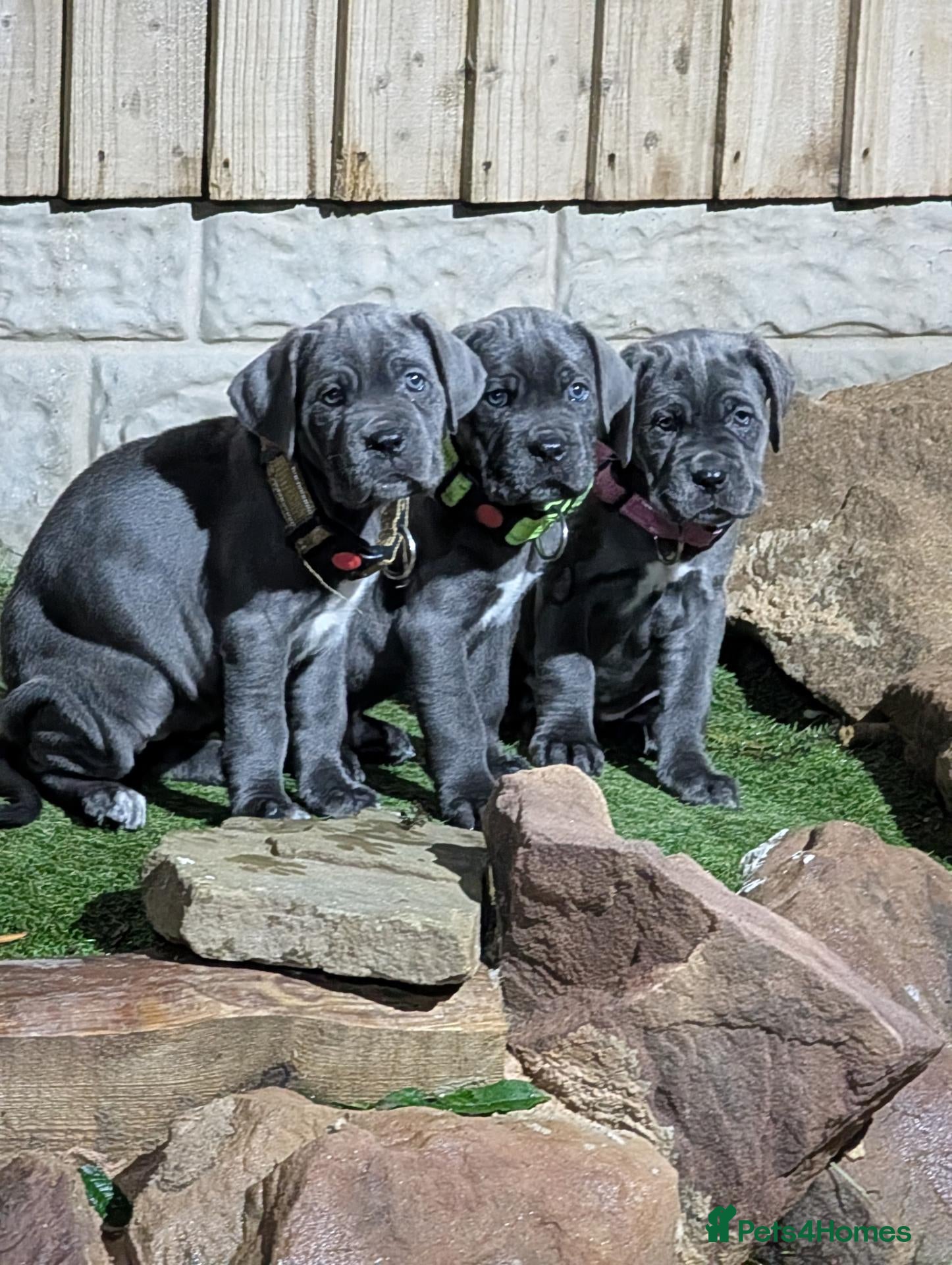 Cane Corso dogs for sale: Blue cane corso puppies  - Advert 5
